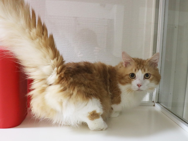 マンチカンの子猫画像