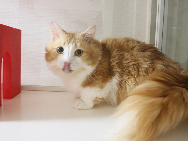 マンチカンの子猫画像