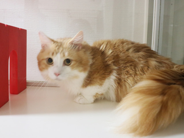 マンチカンの子猫画像
