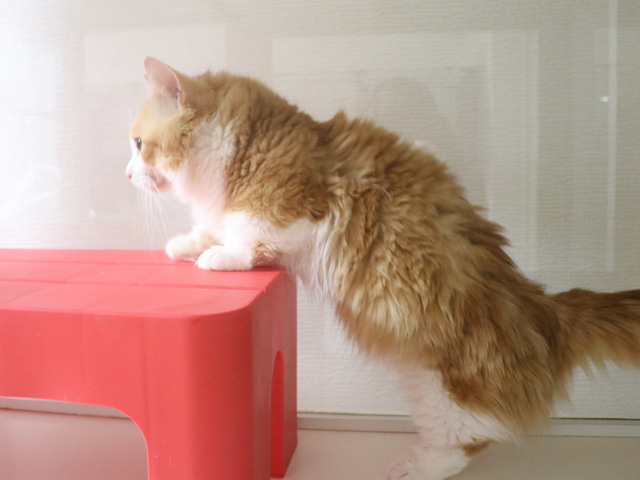 マンチカンの子猫画像