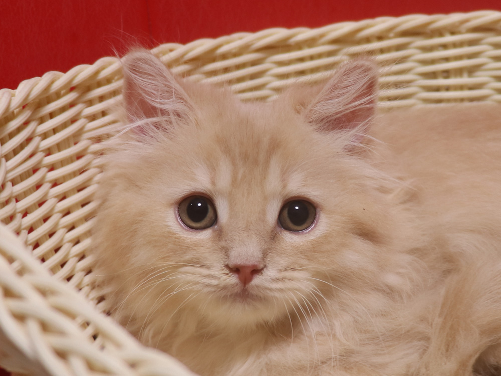 マンチカンの子猫画像