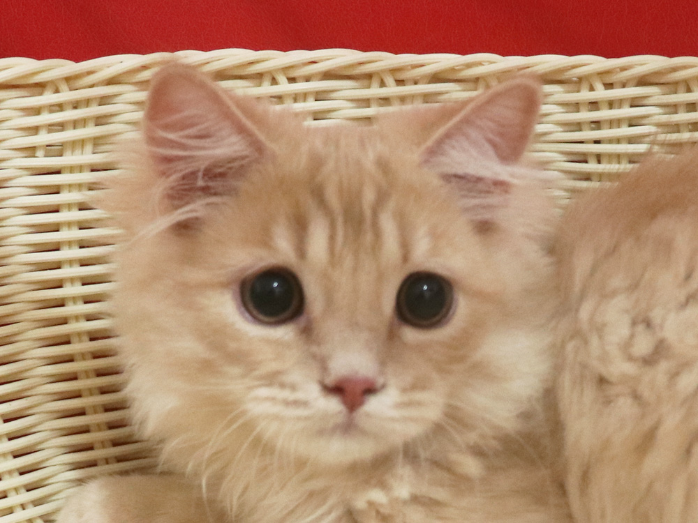 マンチカンの子猫画像