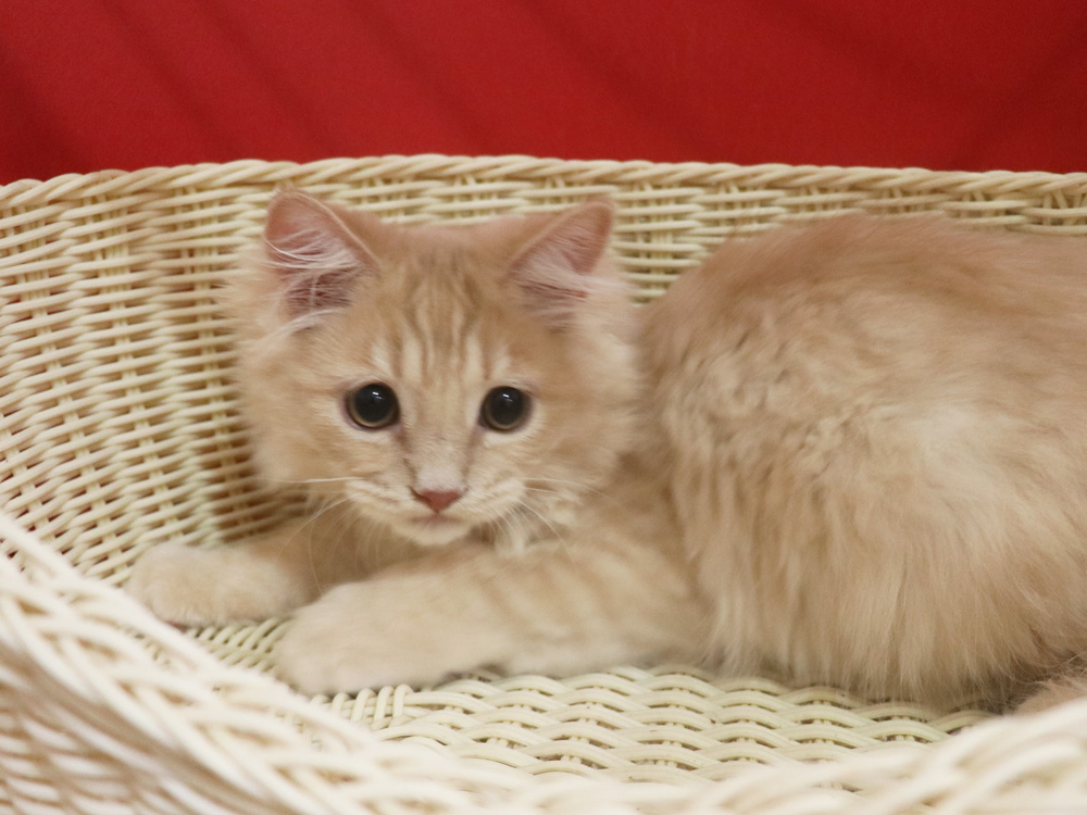 マンチカンの子猫画像