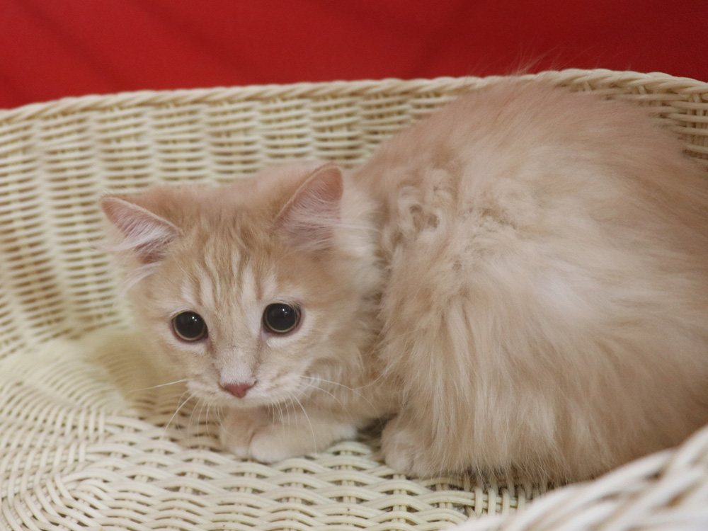 マンチカンの子猫画像