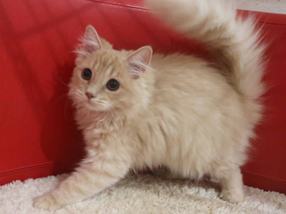 マンチカンの子猫画像