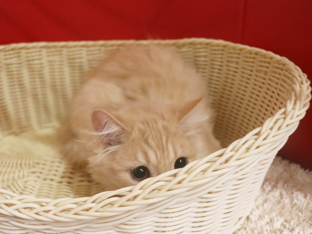 マンチカンの子猫画像