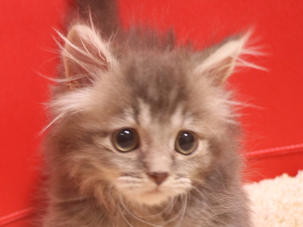 マンチカンの子猫画像