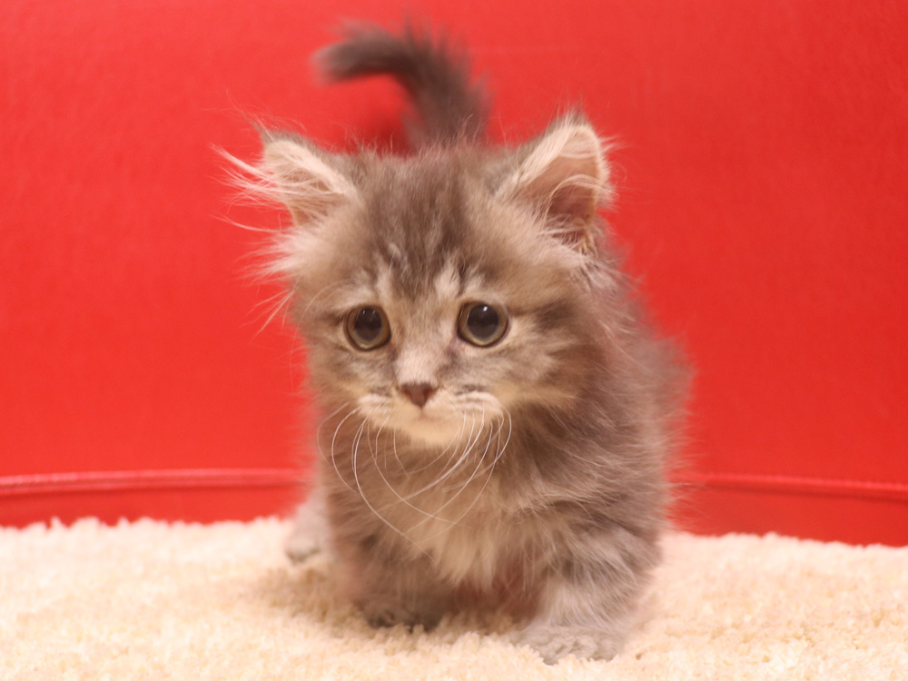 マンチカンの子猫画像