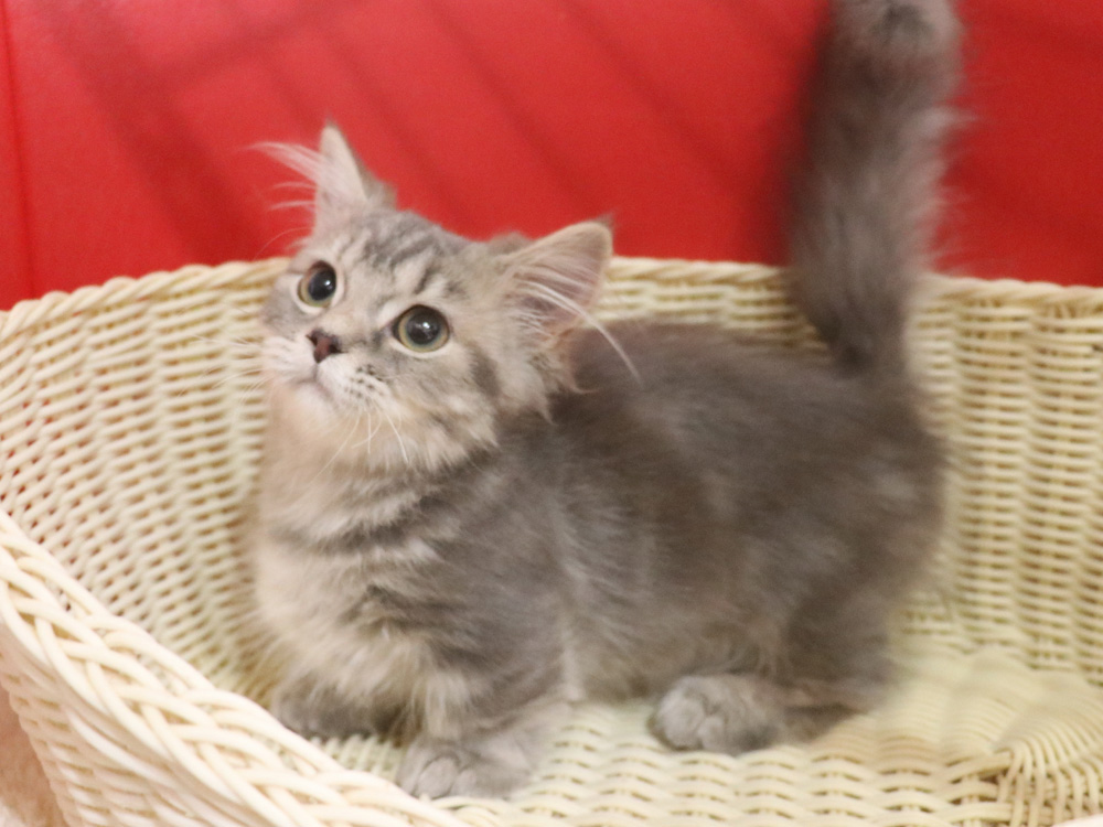 マンチカンの子猫画像