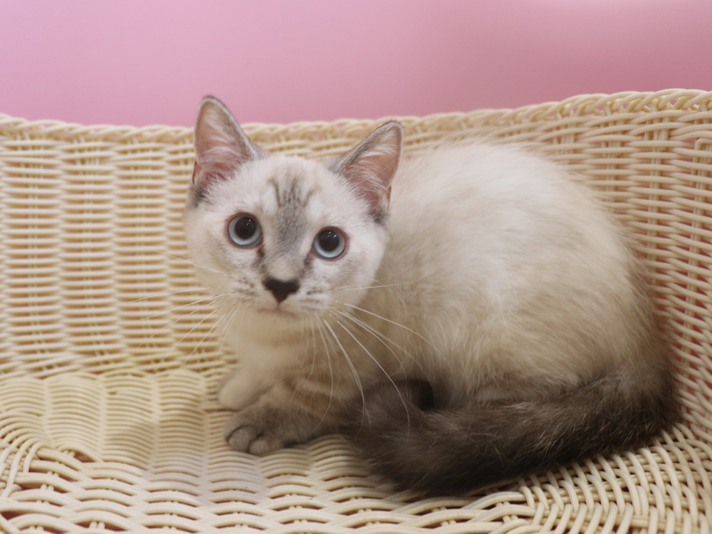 マンチカンの子猫画像