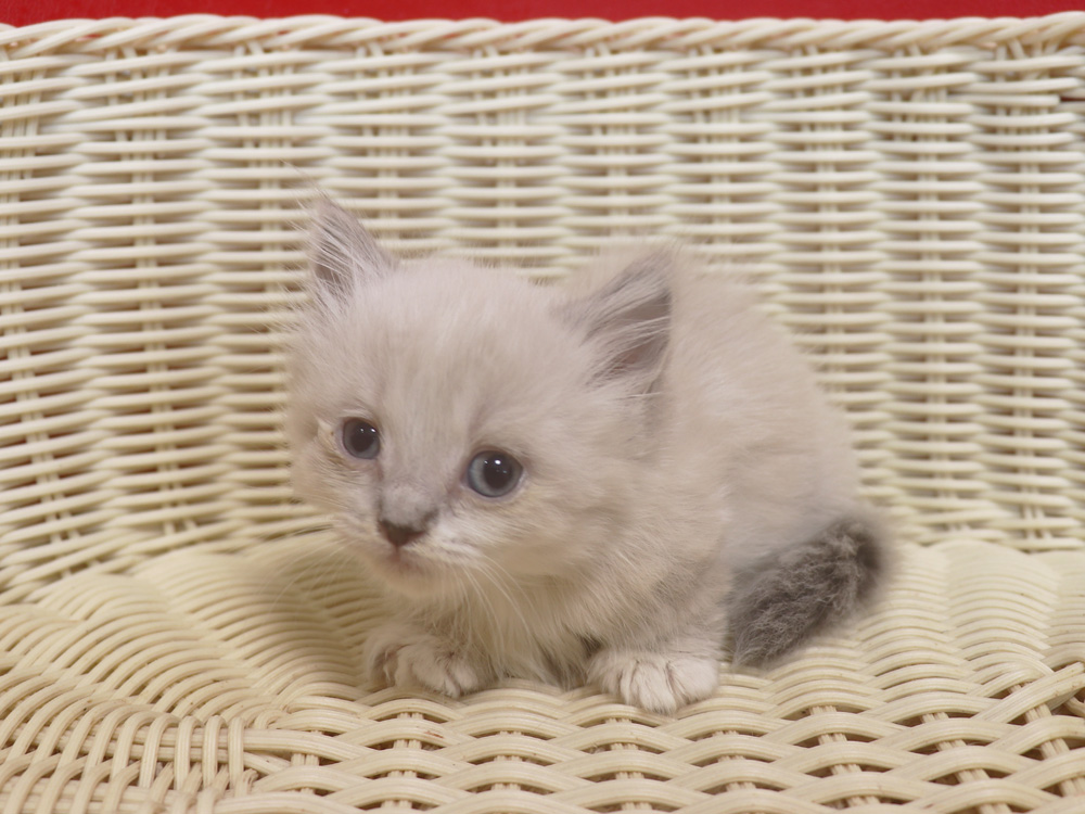 マンチカンの子猫画像