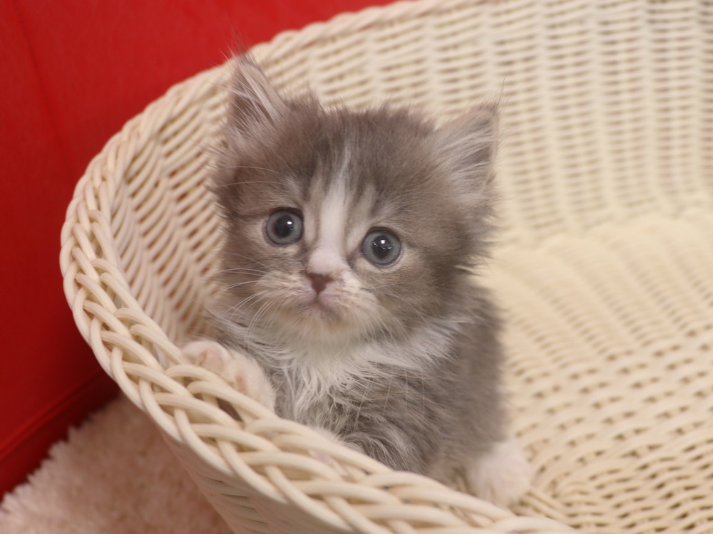 マンチカンの子猫画像