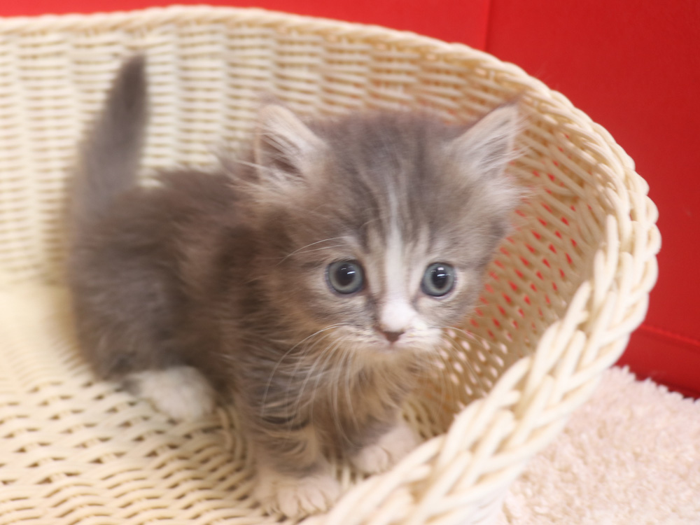 マンチカンの子猫画像