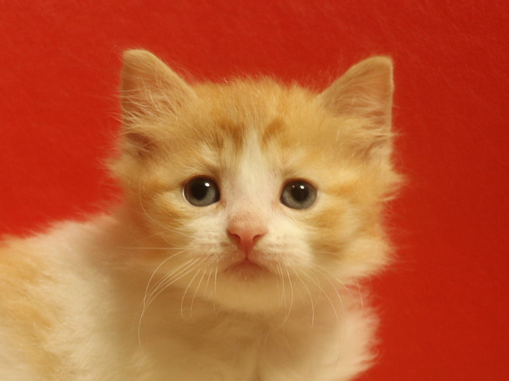 マンチカンの子猫画像