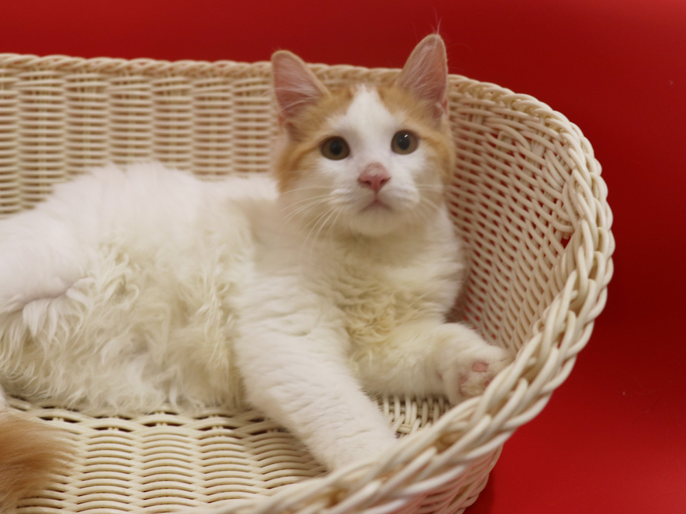 マンチカンの子猫画像