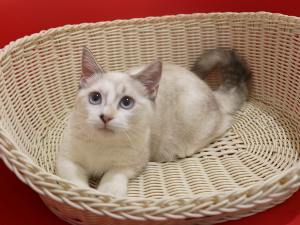 マンチカンの子猫画像