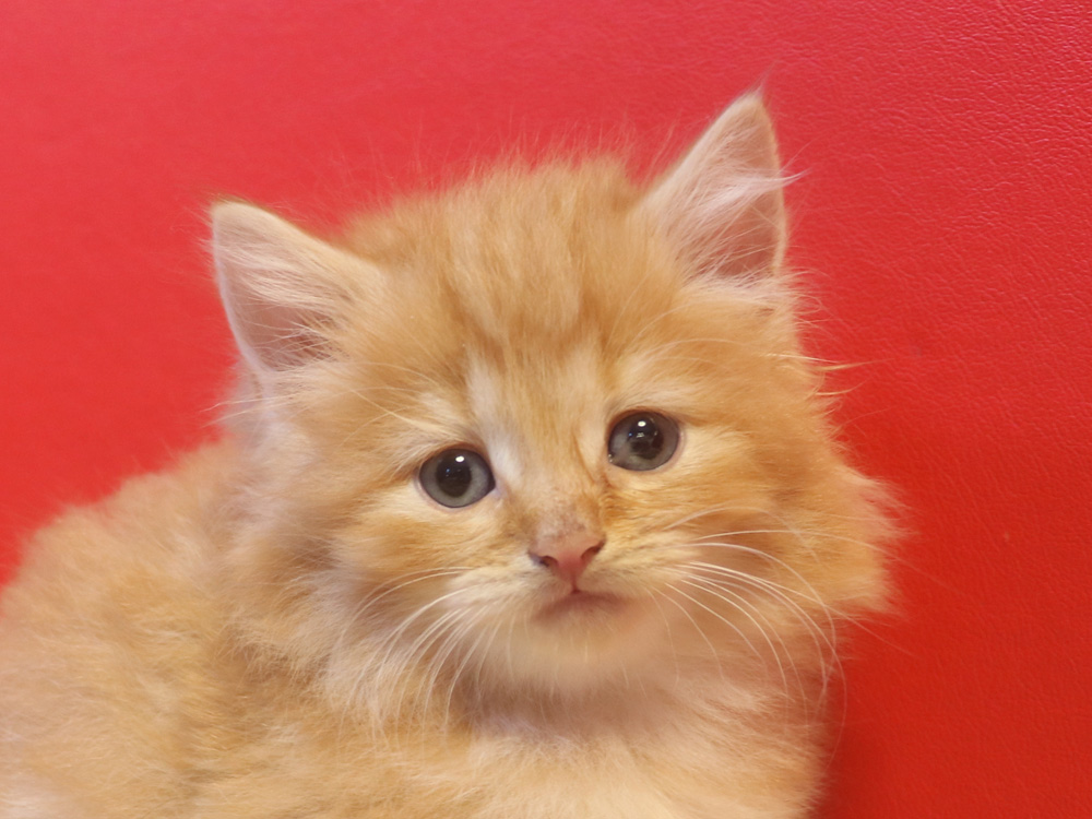 マンチカンの子猫画像