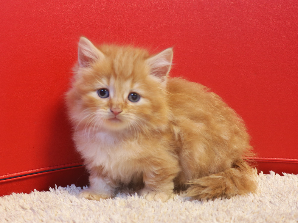 マンチカンの子猫画像