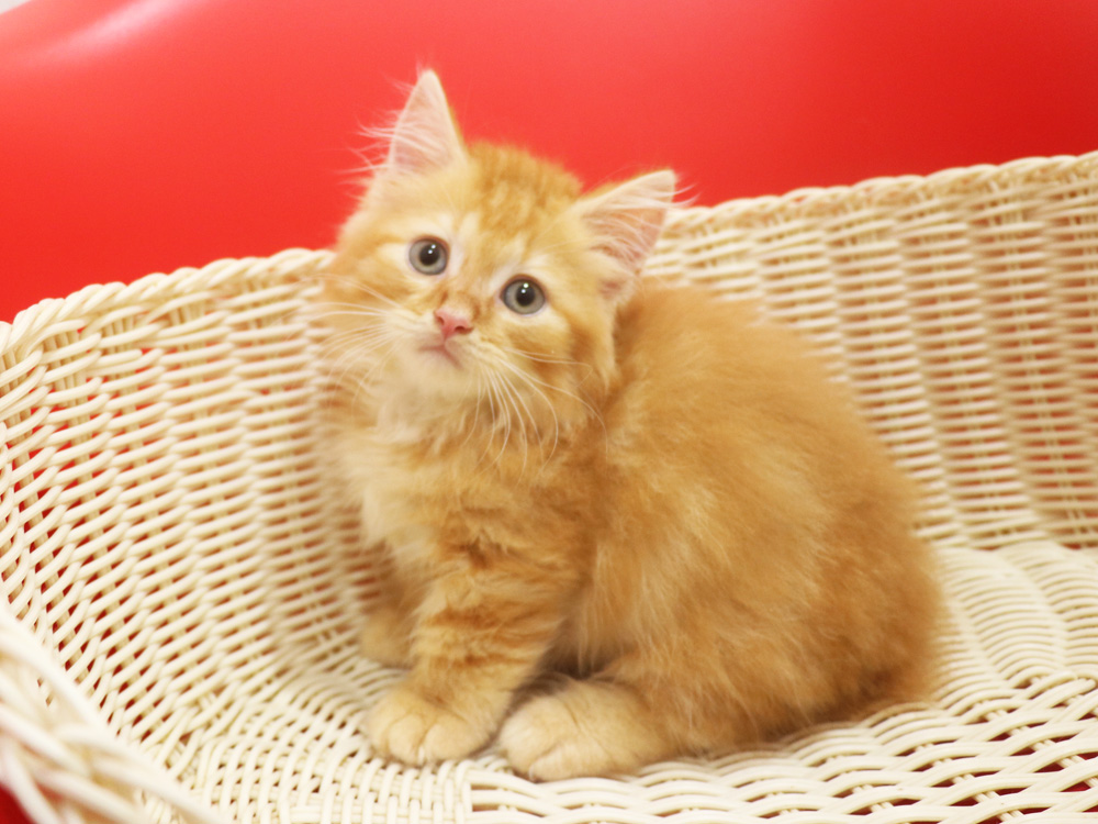 マンチカンの子猫画像