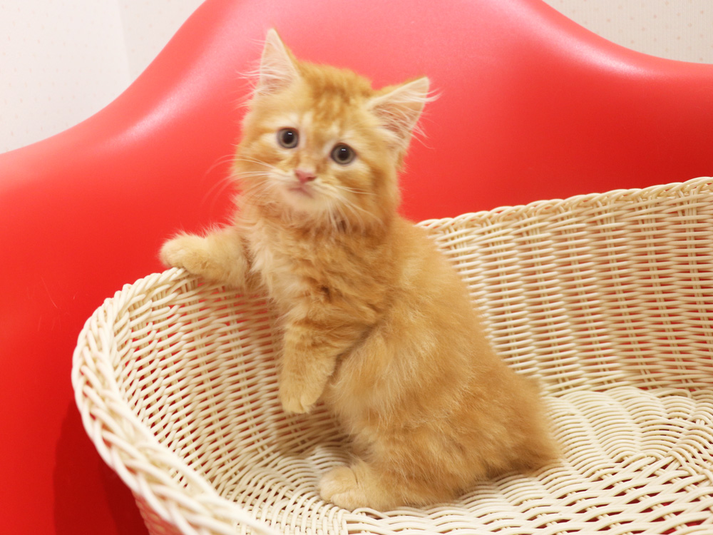 マンチカンの子猫画像