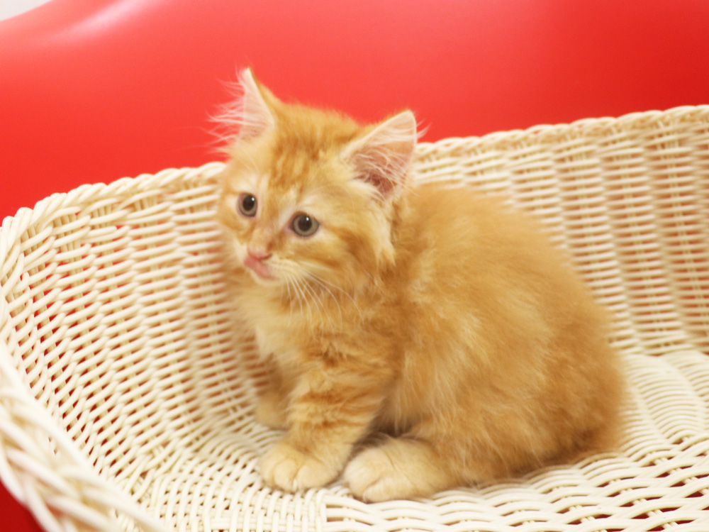 マンチカンの子猫画像