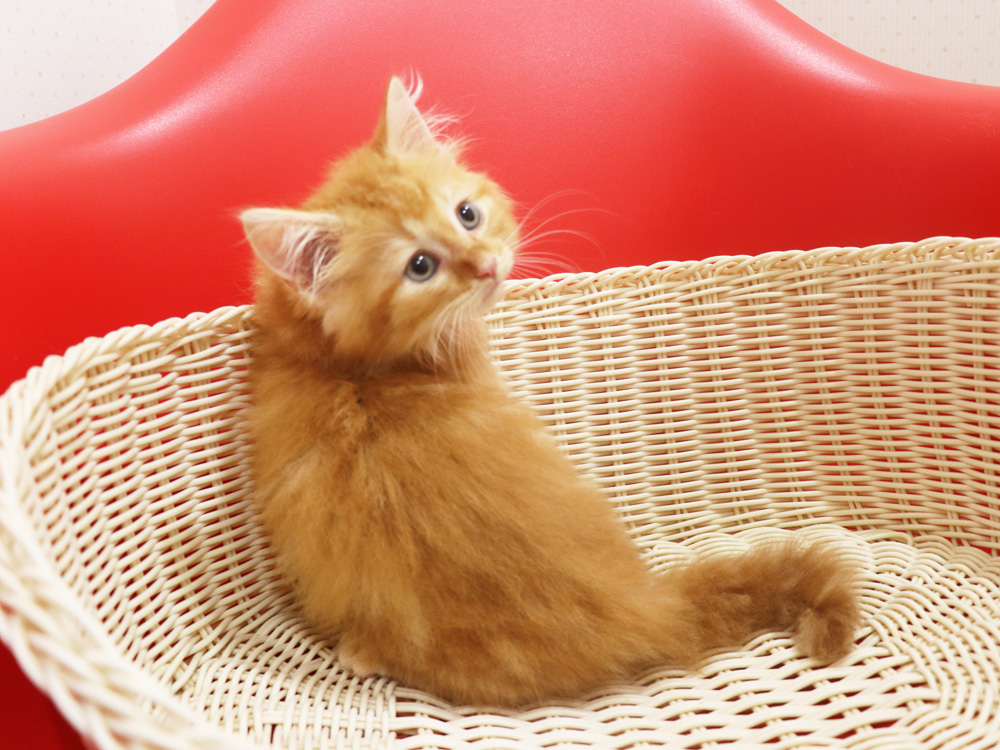 マンチカンの子猫画像