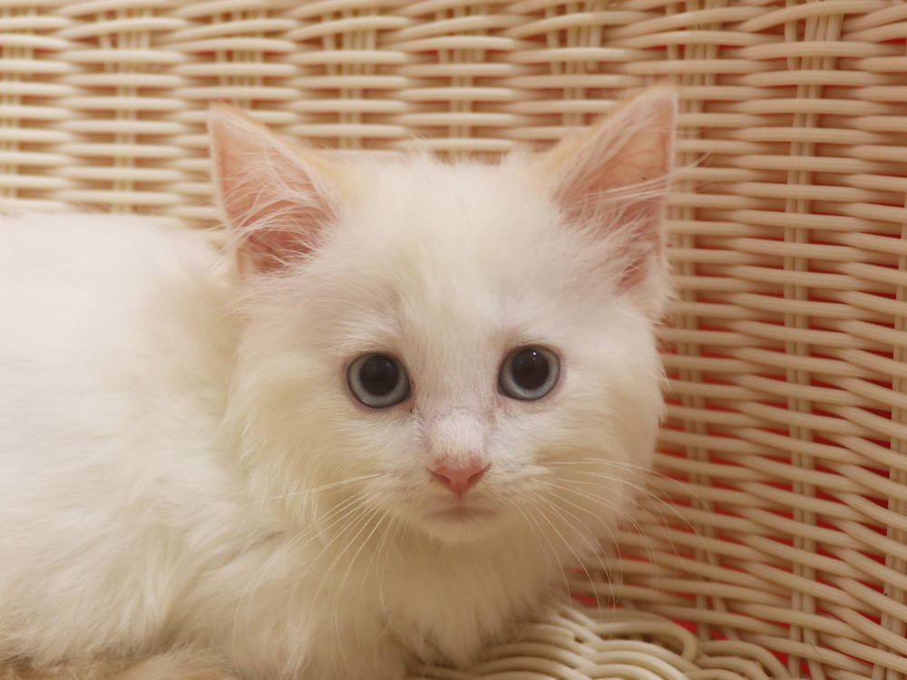 マンチカンの子猫画像