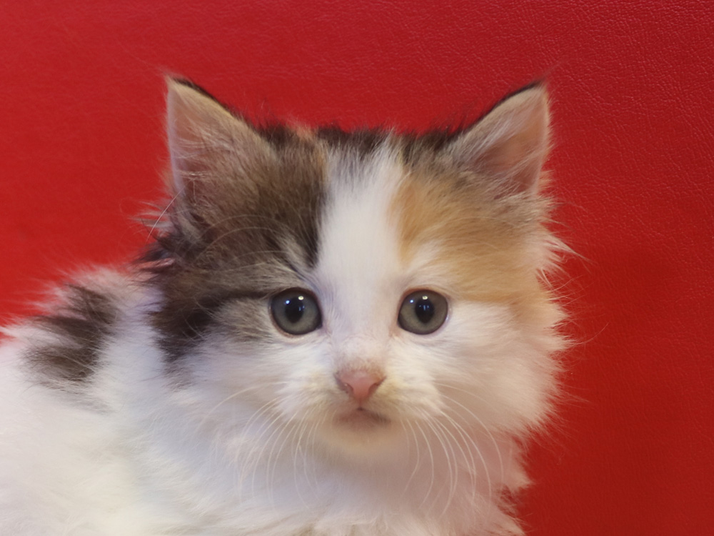 マンチカンの子猫画像