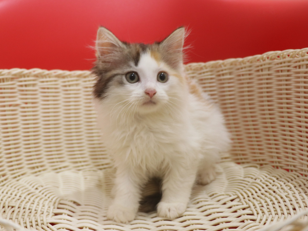 マンチカンの子猫画像