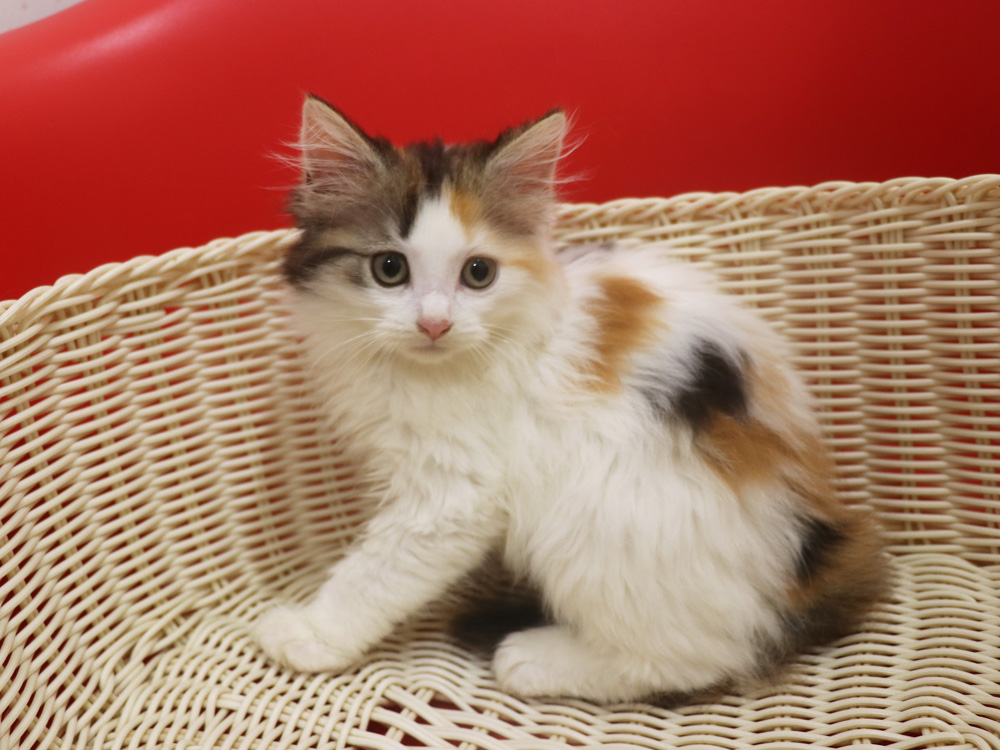 マンチカンの子猫画像