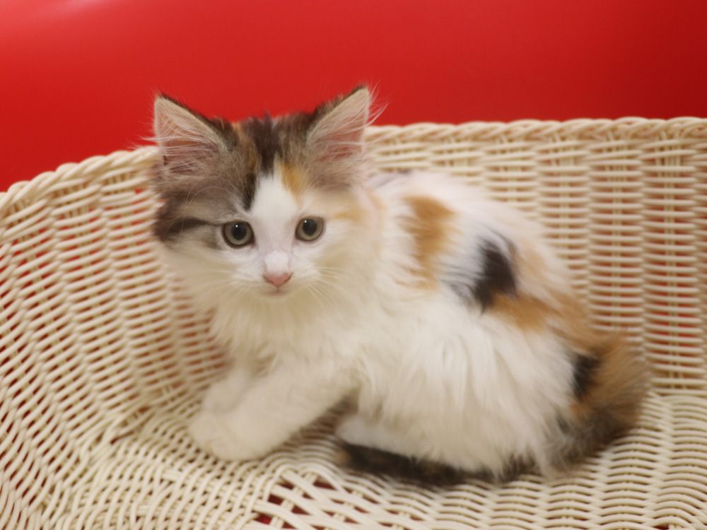 マンチカンの子猫画像