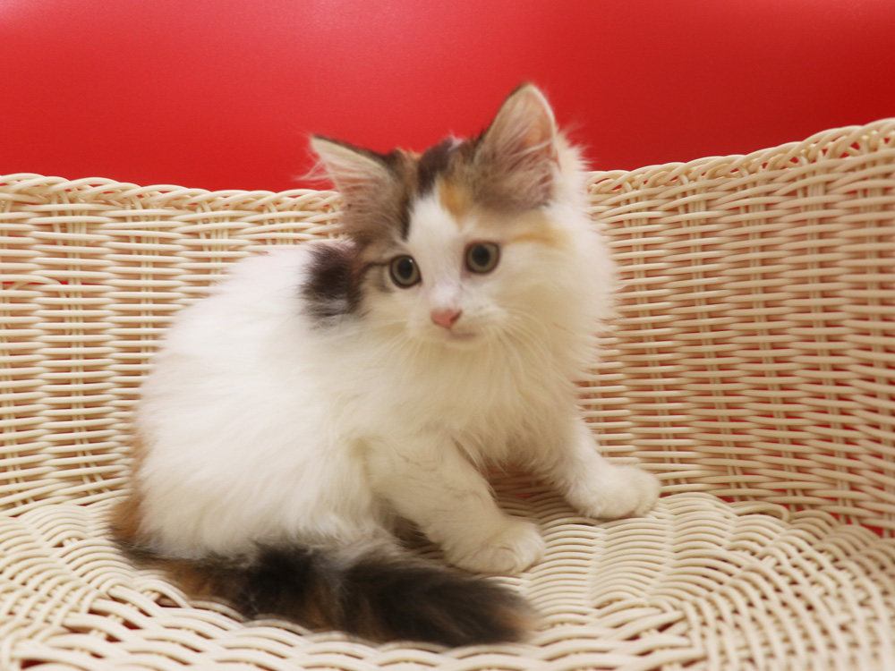 マンチカンの子猫画像