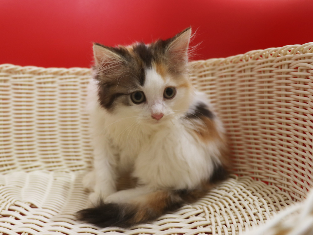 マンチカンの子猫画像