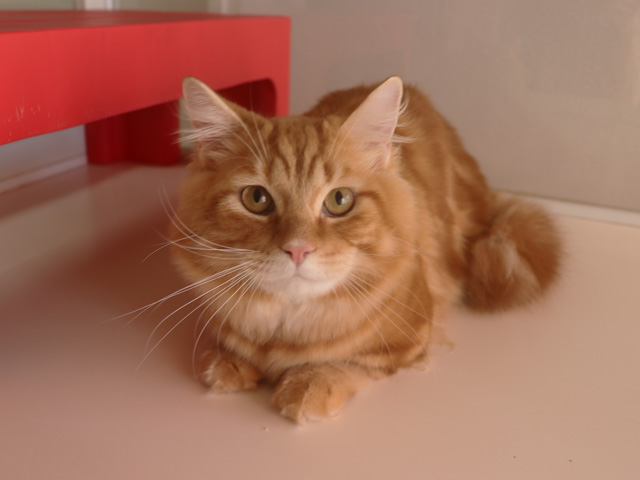 マンチカンの子猫画像