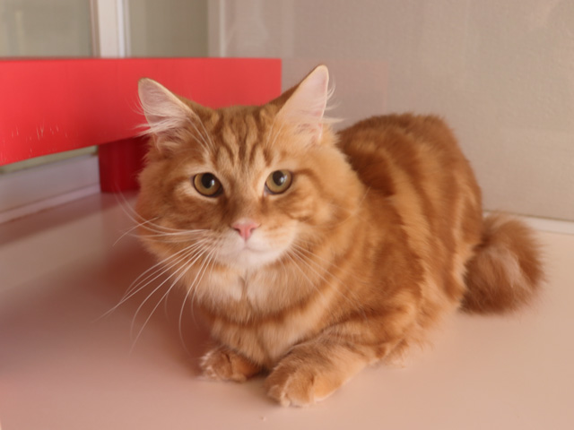 マンチカンの子猫画像