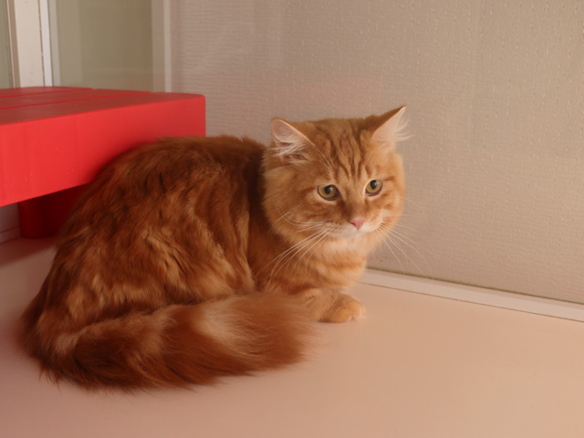 マンチカンの子猫画像