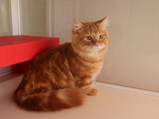 マンチカンの子猫画像