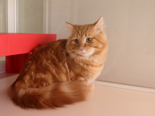 マンチカンの子猫画像