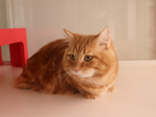 マンチカンの子猫画像