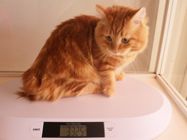 マンチカンの子猫画像
