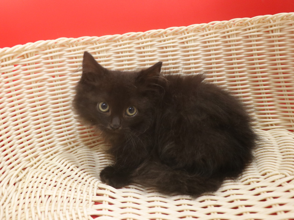 マンチカンの子猫画像