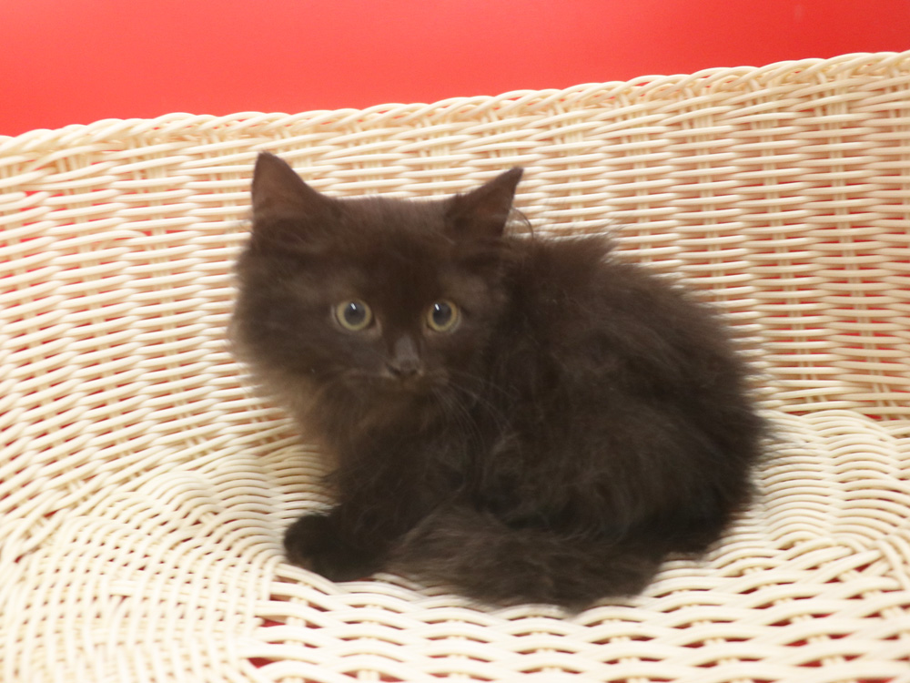マンチカンの子猫画像