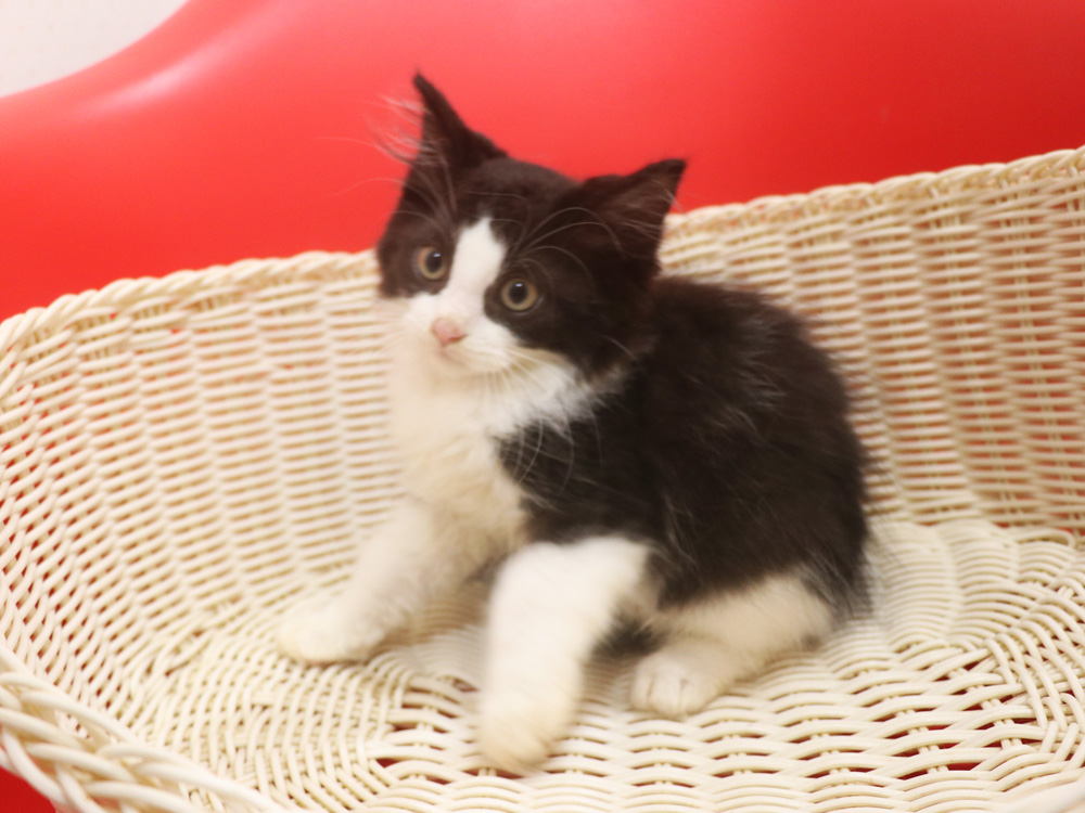 マンチカンの子猫画像
