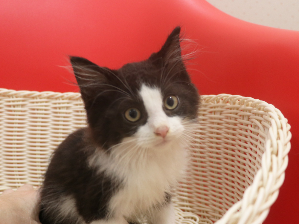 マンチカンの子猫画像