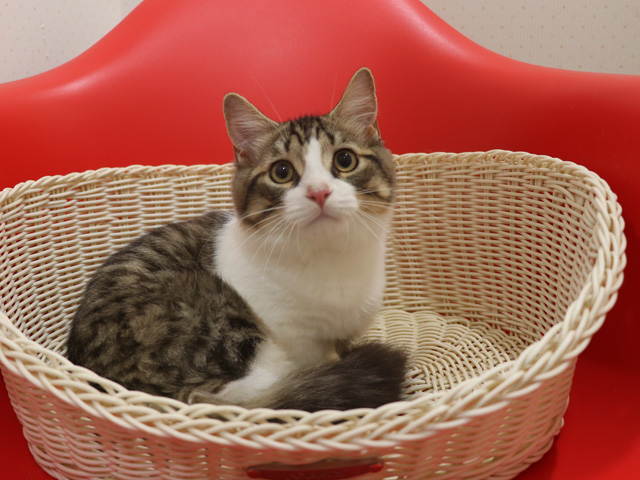 マンチカンの子猫画像