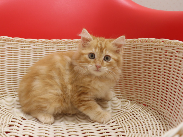 マンチカンの子猫画像