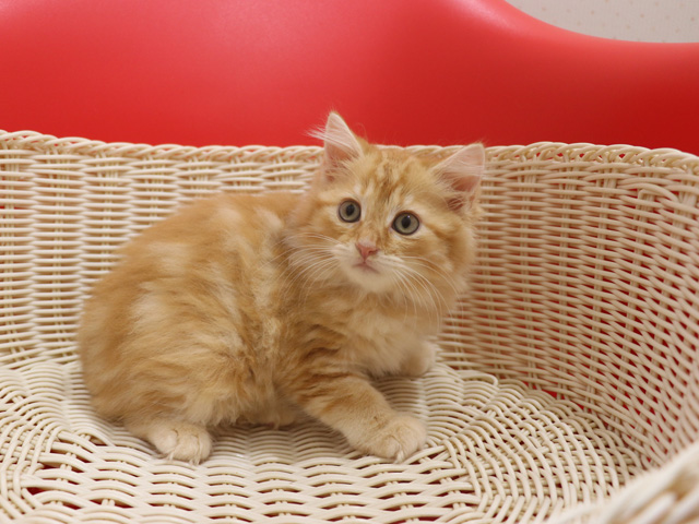 マンチカンの子猫画像