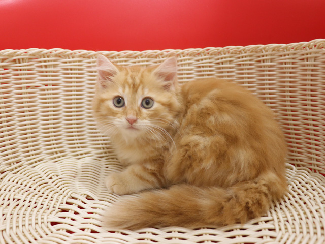 マンチカンの子猫画像