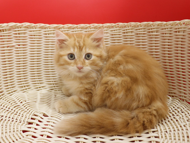 マンチカンの子猫画像