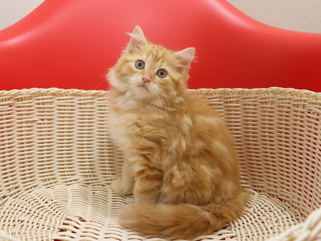 マンチカンの子猫画像